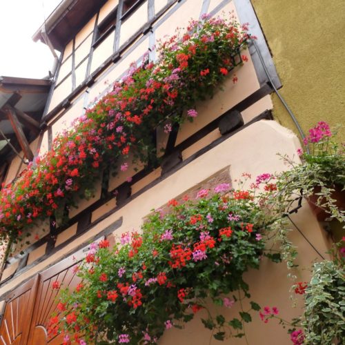Gîte à colombage en Alsace